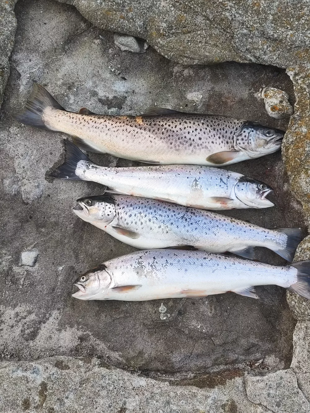 Uferguiding im Raum Kiel – Impression