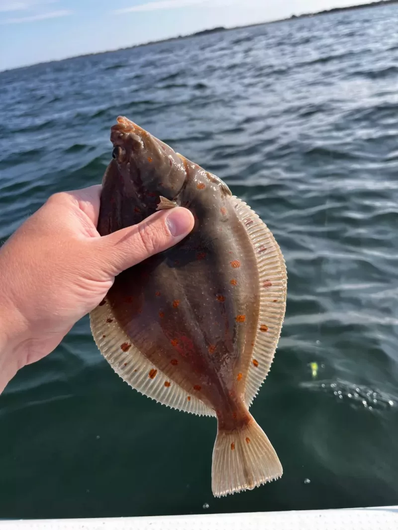 Angel Events, Ostseefischen